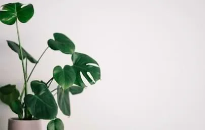 多元互动社区，与全球球迷畅聊精彩 - mk体育